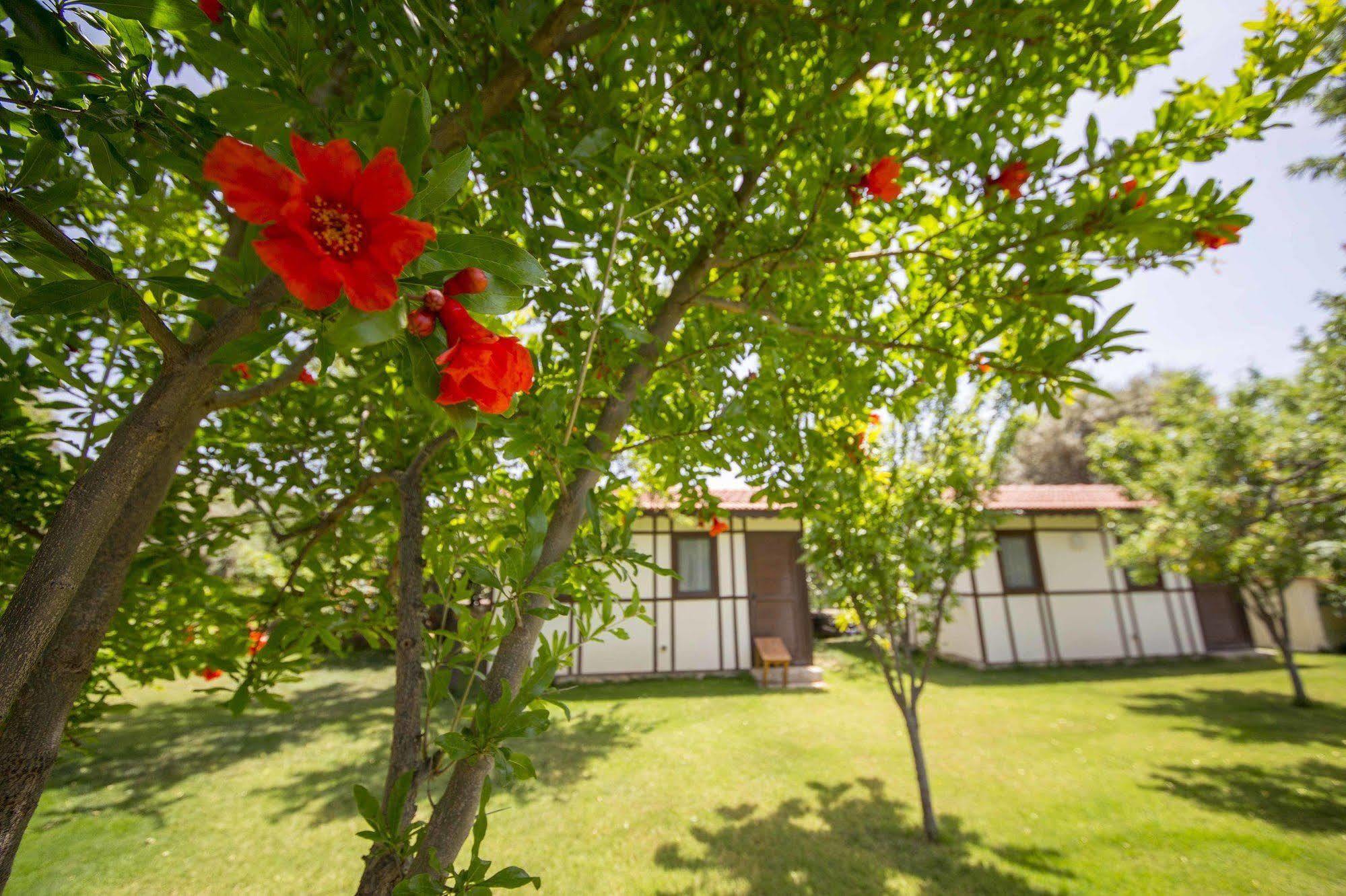 Bal Badem Bungalow Datca Exterior photo